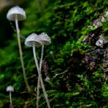 Collection Mushroom Macro Photography
