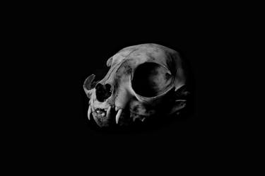 Cat Skull Black & White Photography thumb