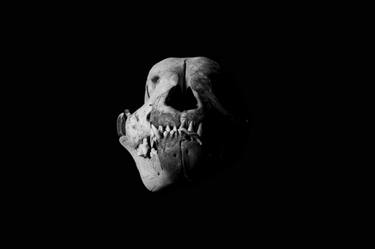 Dog Skull Black and White Photography Minimalistic Bold Fine Art Print thumb