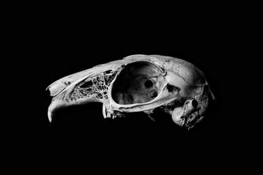 Rabbit Skull Side view Black and White Fine Art High Contrast bold Photography thumb