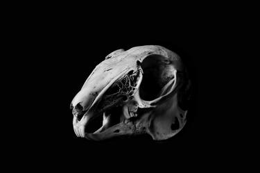 Rabbit Skull Bold Black and White High Contrast Fine Art Photography thumb