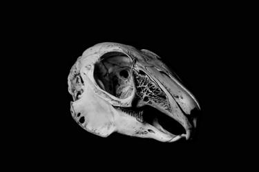 Skull of a Rabbit - Black and White Minimalistic Fine Art Photography Bold Contrast thumb