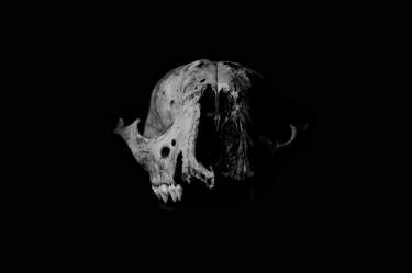 Raccoon Skull Fine Art Photographic Back and White bold print depicting time. thumb