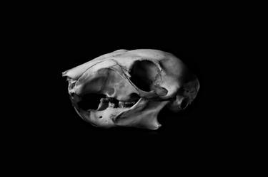 Scientific Specimen Squirrel Skull Black and White Photography Bold FIne Art Print on Canvas thumb