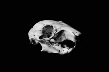 Still Life Squirrel Skull Anatomy Black and White Fine Art Photography Bold Minimalistic Print thumb