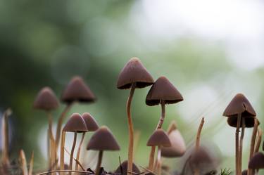 Mushrooms Delicate Fungus Macro Photography thumb