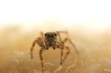 Jumping Spider Macro Photogrphy | Spider Close Up | Instect Macro Photography thumb