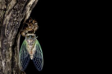 Cicada Art Print | Close Up Insect Photography Print | Metamorphosis and Rebirth | Bug Art thumb