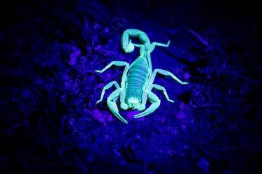 Scorpion Glowing in the Dark thumb
