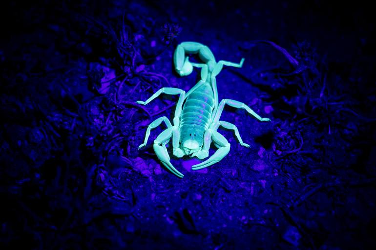 Glow-in-the-dark scorpions: Why do they do it?