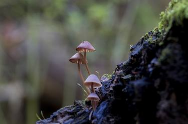 Print of Documentary Nature Photography by Vedi Djokich