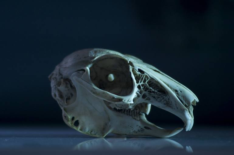 Rabbit Skull & Bones | Life & Death | Animal Skull Photography Skull Art  Photography by Vedi Djokich | Saatchi Art