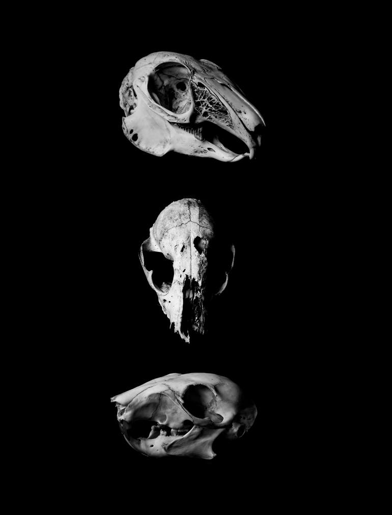 Beautiful Bones Skull Art | Death & Decay | Black & White Skeleton  Photography | Mixed Animal Skulls Photography by Vedi Djokich | Saatchi Art