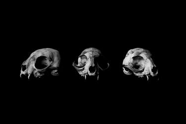 Cat Skulls | Black & White Animal Skulls | Death & Art | Bones thumb