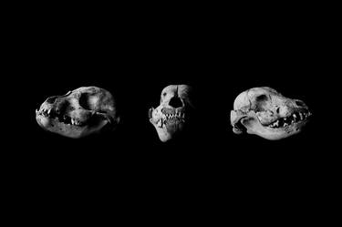 Dog Skulls | Death & Skulls | Black & White Dog Skulls | Animal Bones | Skull Photography thumb