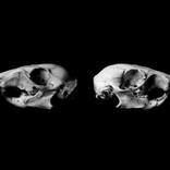 Collection Black & White Skull Photography Animal Bones