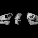 Collection Black & White Skull Photography Animal Bones