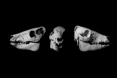 Black & White Photography Animal Skulls | Pig Skulls | Bones of Animals |Death & Art thumb