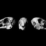 Collection Black & White Skull Photography Animal Bones