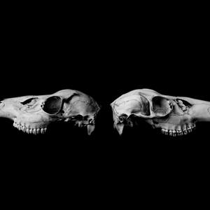 Collection Black & White Skull Photography Animal Bones