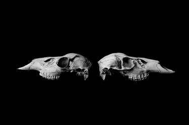 Deer Skulls Black & White Animal Skull Art | Bones on Black thumb