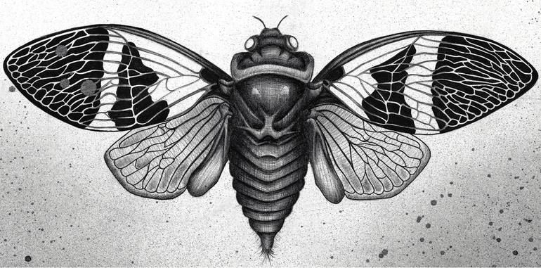 cicada scientific drawing