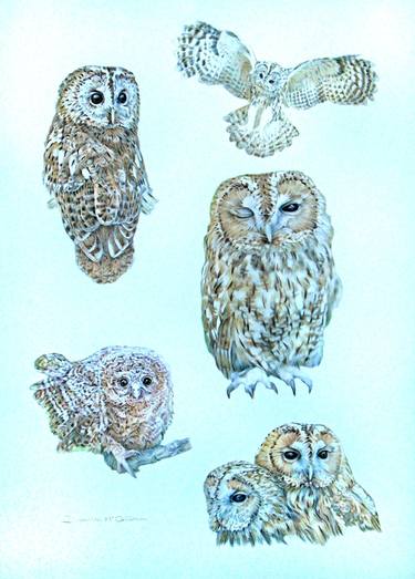 Tawny Owl Studies thumb