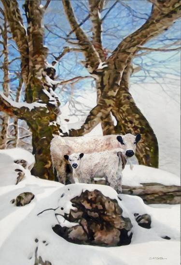 Saatchi Art Artist Dennis McCallum; Paintings, “Scottish White Galloway Cattle” #art