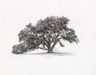Print of Tree Drawings by Richard Devine