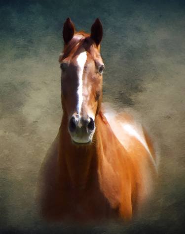 Original Horse Photography by David Dehner
