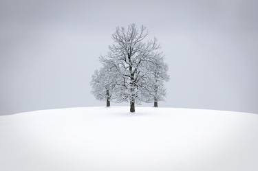 Print of Fine Art Tree Photography by Paul Christener