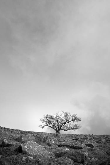 The Desolate Tree thumb