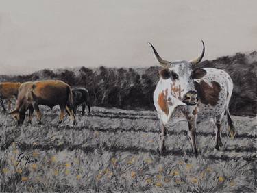 Print of Fine Art Cows Drawings by Guy McGowan