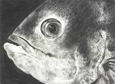 Print of Fish Drawings by aga kallur