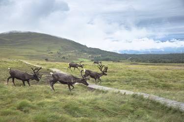 Print of Animal Photography by Tanya Ustenko