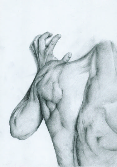 Male back, human body study thumb