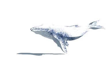 White whale thumb