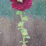"Hollyhock Alcea Rosea"