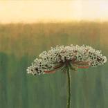 Wild Carrot Flower in the Morning by Christine O'Brien