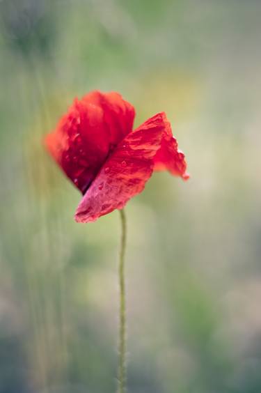 Red poppy flower on a rainy day thumb