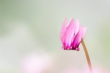 Cyclamen with rain drops thumb