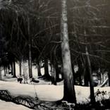 The shade of the wood VI by Alessandro Pagani