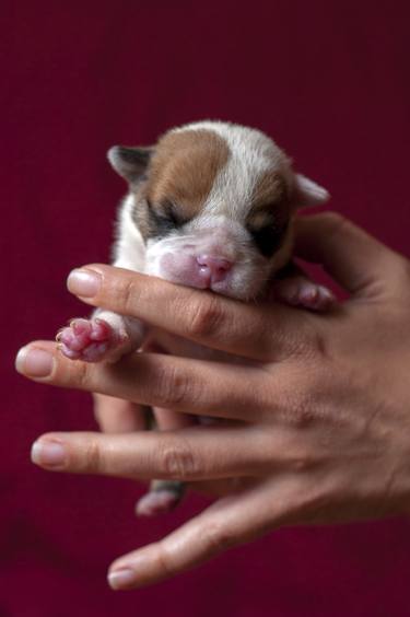 English bulldog puppy  thumb