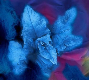 Original Abstract Floral Photography by Wayne King