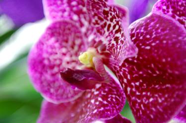 Thai Orchide thumb