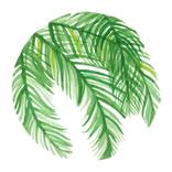 Circle 'O Palm by Kelsie Greenberg