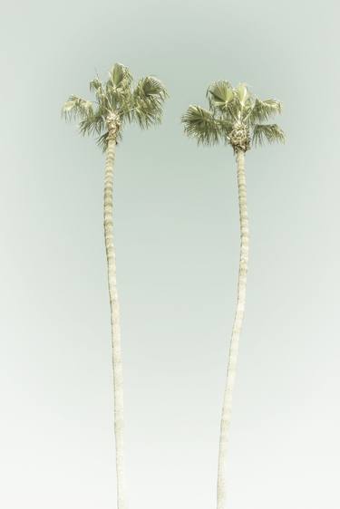 Print of Documentary Tree Photography by Melanie Viola