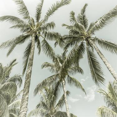 Lovely Palm Trees | Vintage thumb