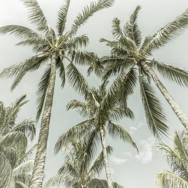 Print of Documentary Tree Photography by Melanie Viola