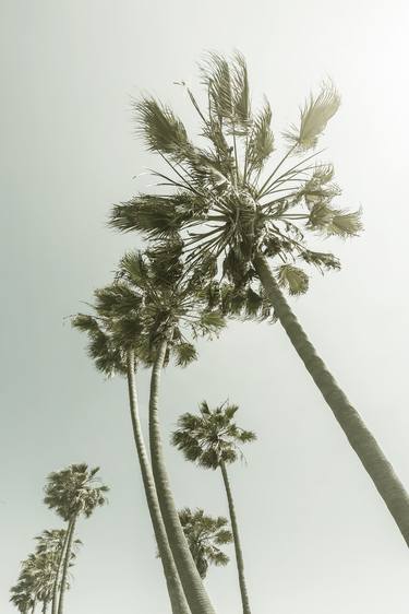 Vintage Palm Trees in the sun thumb